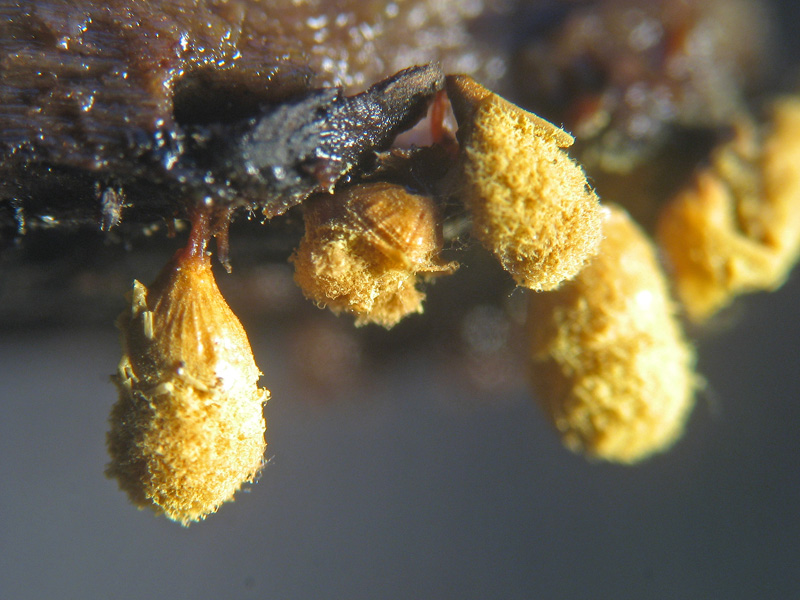 Hemitrichia sp.